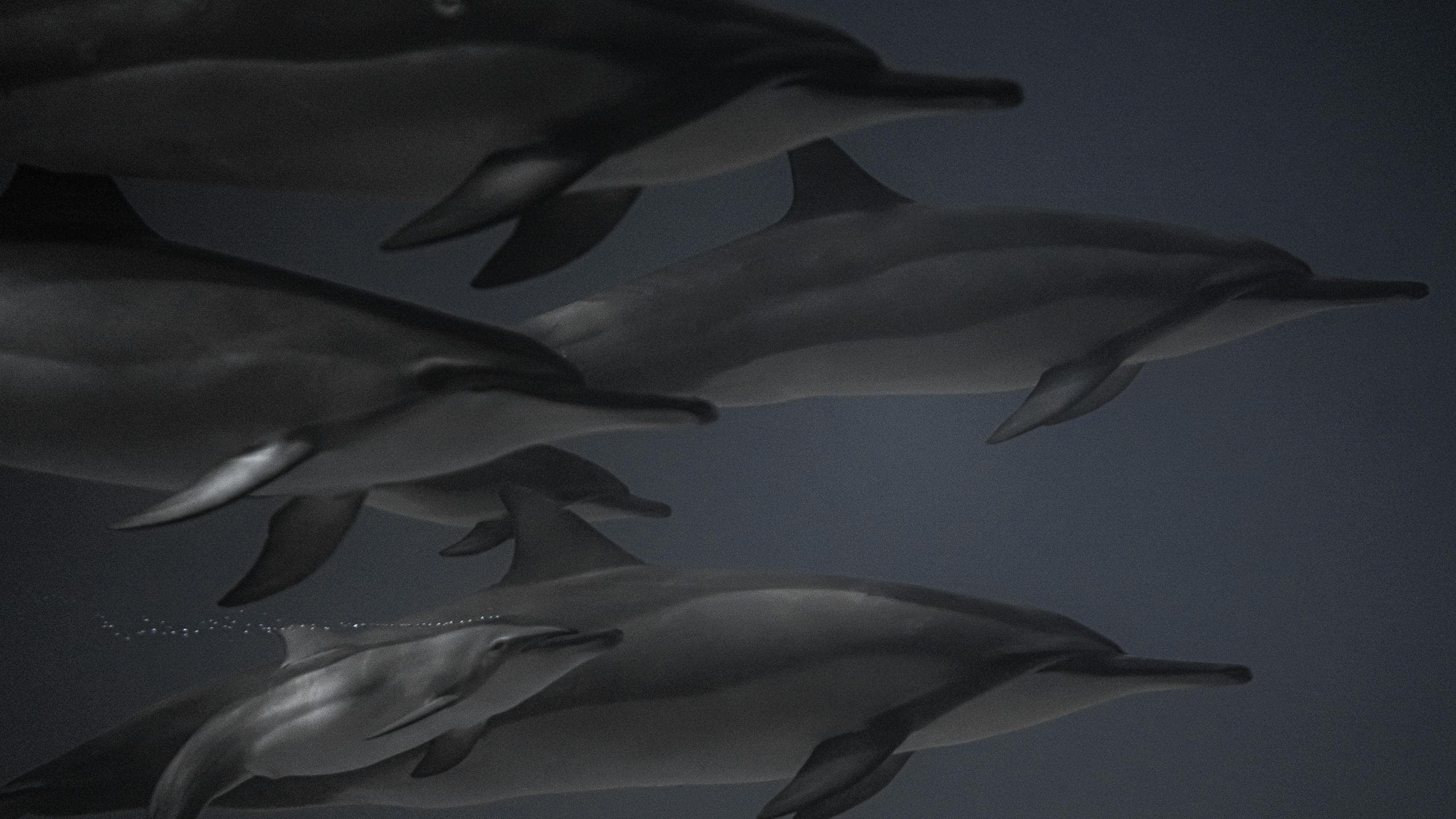 Dolphins moving through dark Pacific water near Lāna'i