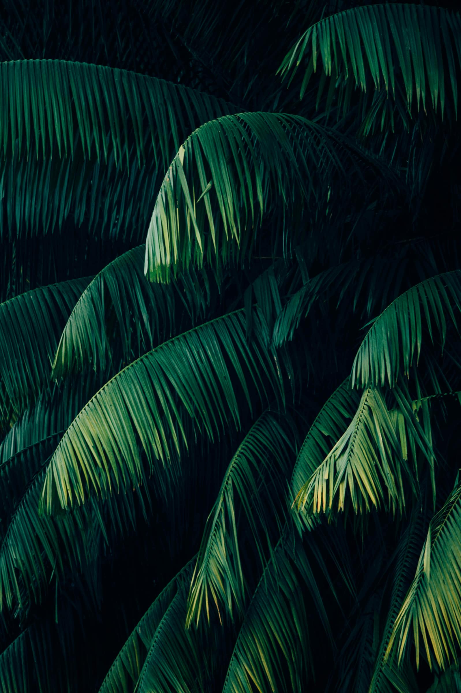 Palm fronds layered in deep shadow on a private Lāna'i estate