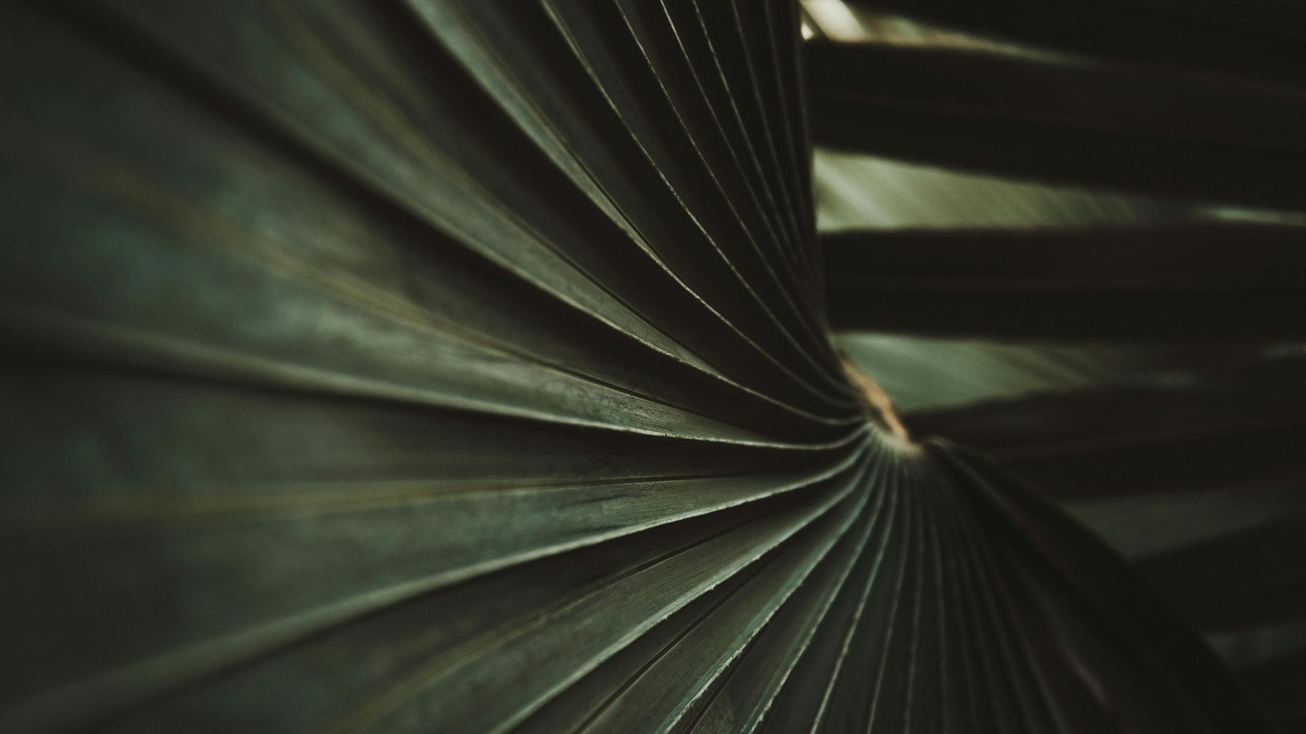 Shadowed palm fronds forming an abstract canopy on Lāna'i, Hawaii