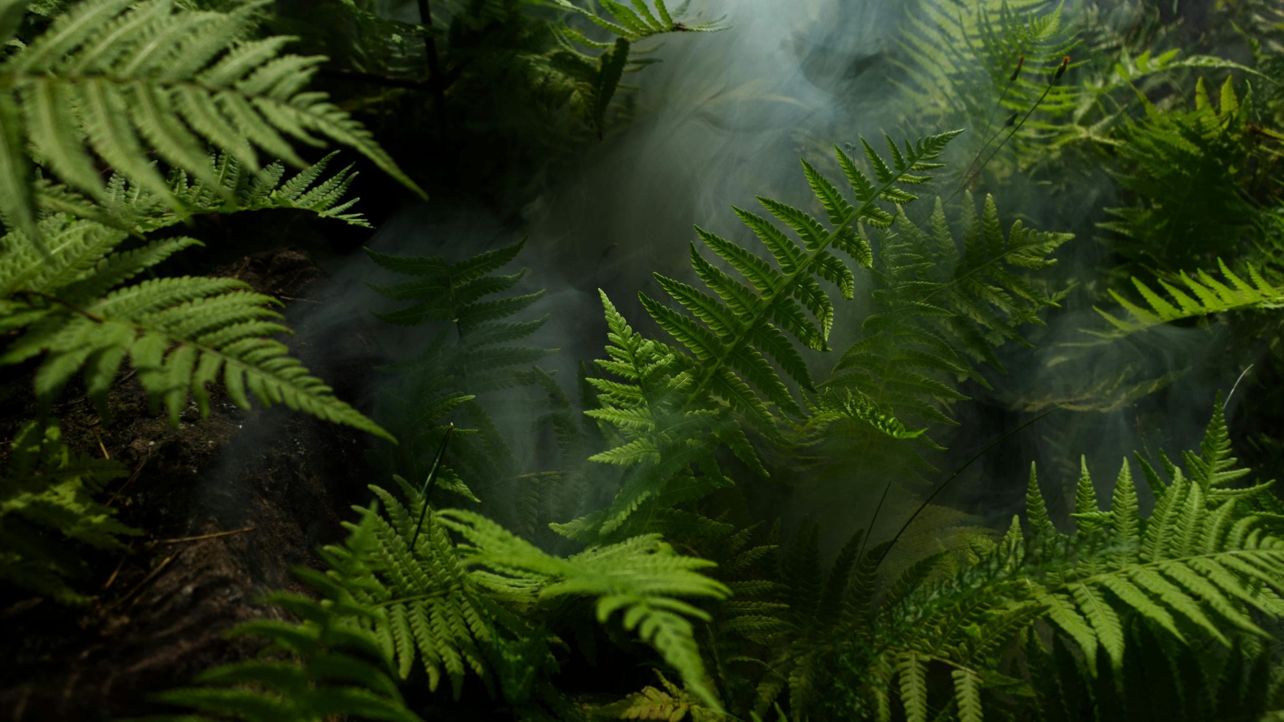 Misted tropical ferns in filtered light