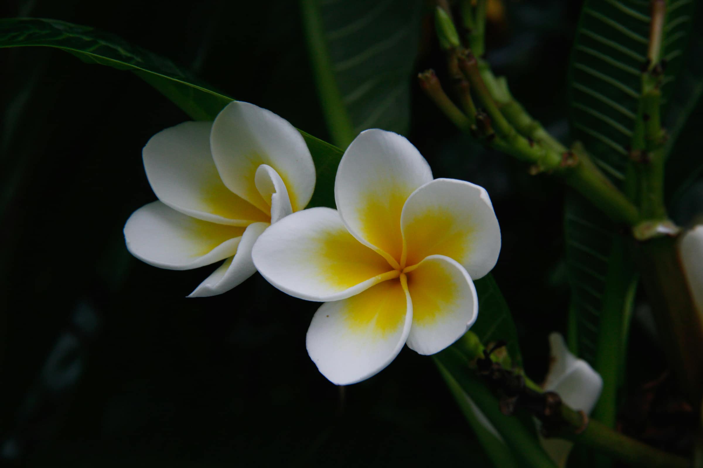 Two plumeria blossoms side by side against dark leaves